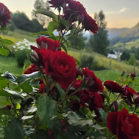 Сasa de vacaciones Hilltop *